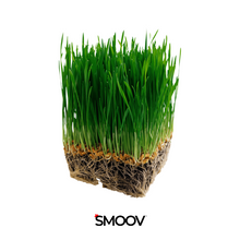 Load image into Gallery viewer, SMOOV is North America's Source for High Quality & Most Reasonably Priced Superfood Powders!